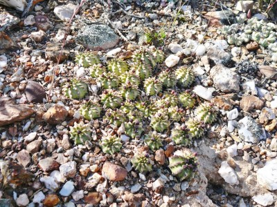 20,Euphorbia suzannae.jpg