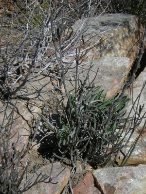 14,Haworthia blackburniae.jpg