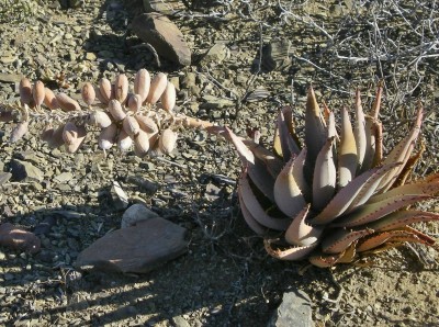 13,Aloe claviflora.jpg