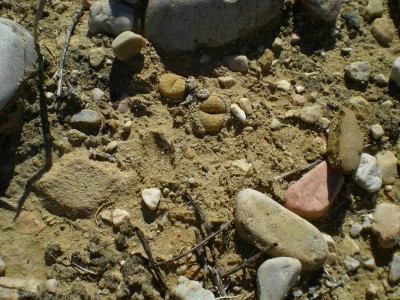 10,Lithops localis,westl.Prince Albert.jpg