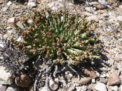 9,Euphorbia colliculina.jpg