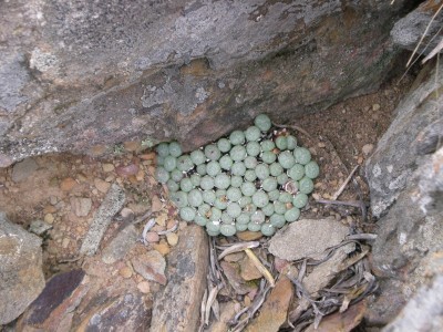 3,Conophytum truncatum.jpg
