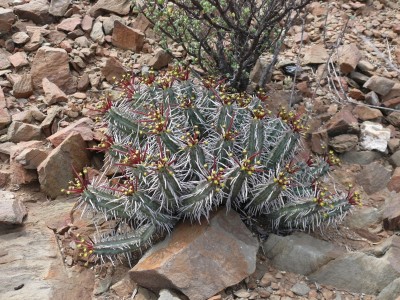 2,Euphorbia enopla.jpg