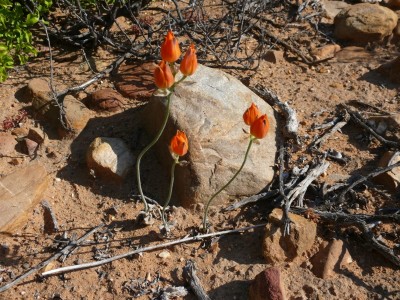 19,Ornithogallum maculatum.jpg