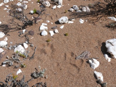 17,Leopardenspuren im Sand.jpg