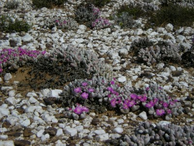 14,Gibbaeum album.jpg