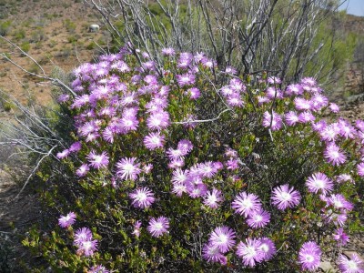 12,Lampranthus ceresiana.jpg