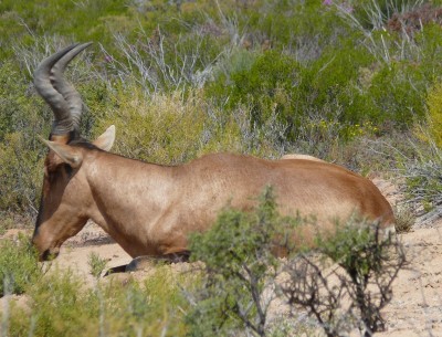 11,Red Hartebeest.jpg