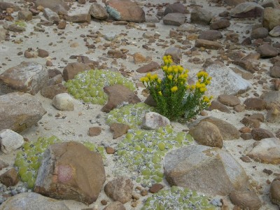 9,Gibbaeumcluster im Sand.jpg