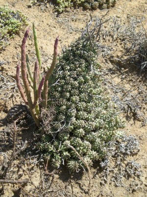 6,Euphorbia mulitceps.jpg