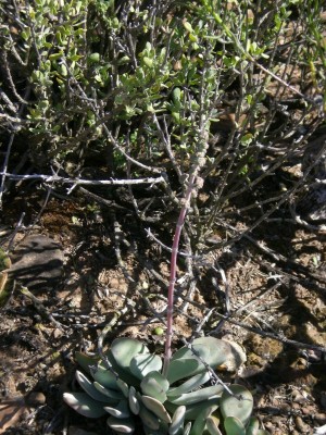 3,Crassula falany.jpg