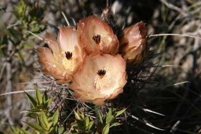 Blüten von Austrocactus bertinii