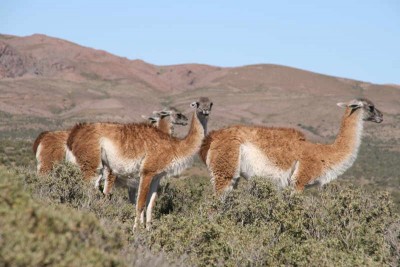 IMG_4958.JPG (45.43 KiB) 10061 mal betrachtet Guanakos