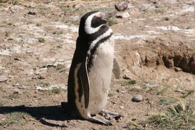 IMG_4966.JPG (65.75 KiB) 10061 mal betrachtet Magellan Pinguin