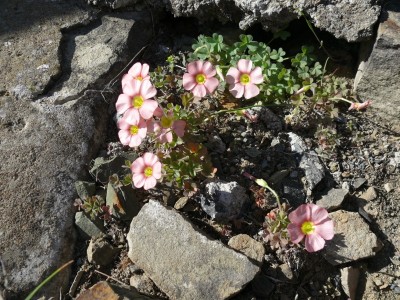 20,Oxalis obtusa (800x600).jpg