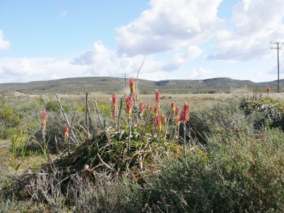 19,Kniphofia uvaria (800x600).jpg