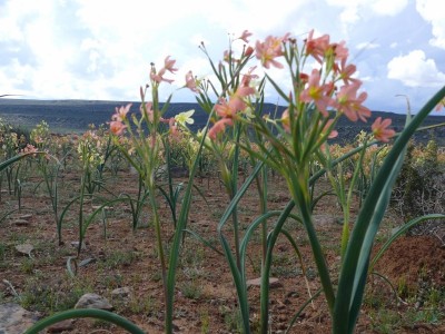 17,Moraea miniata (800x600).jpg