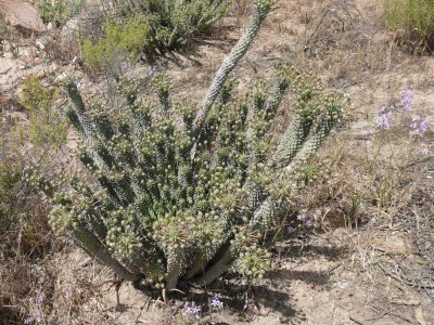 3,Euphorbia tuberculata (800x600).jpg