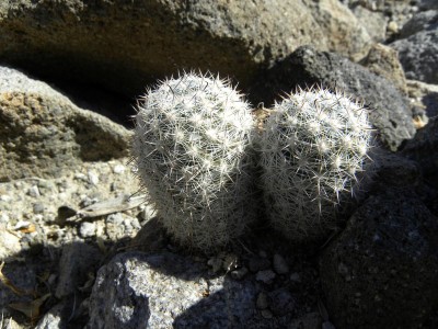 baja-0320.JPG