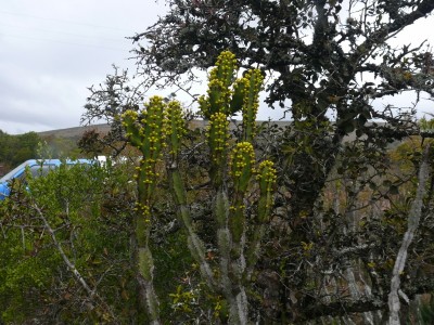 20,Euphorbia coerulescens.jpg