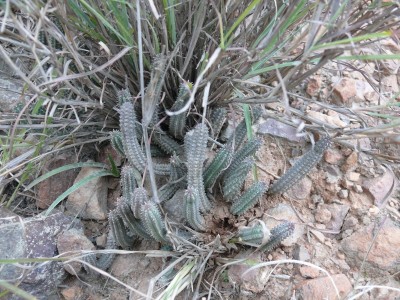 15,Huernia echidnopsioides.jpg