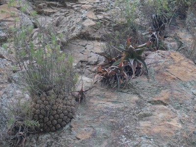 14,Haworthia occulata, Aloe maculata.jpg