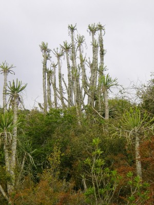9,Euphorbia   tetragona.jpg