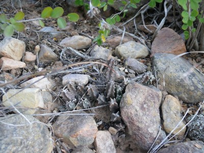 7,Huernia bayerii.jpg