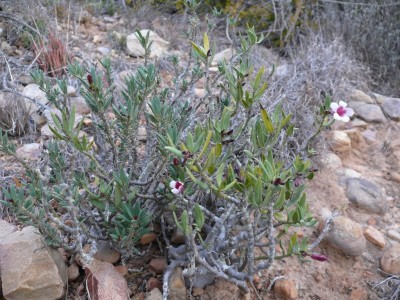 6,Pachypodium bispinosum.jpg