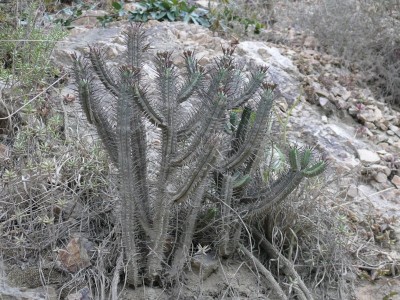 16,Euphorbia atrispina.jpg