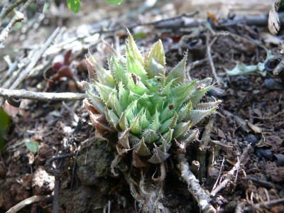 1,Haworthia gracilis v.vividis.jpg