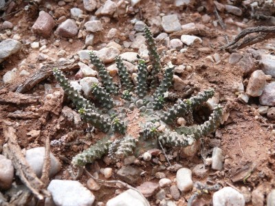 8,Euphorbia      albipollinifera.jpg