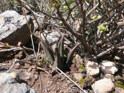 9,Haworthia sordida v.sordida.jpg