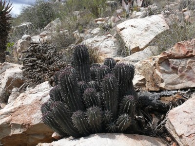 10,Euhporbia horrida bei Kleinspoort.jpg