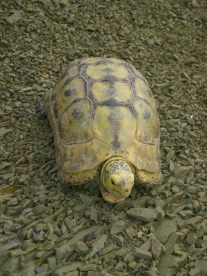 14,Schildkröte am Standort.v Euph.jansenv..jpg