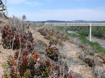 13,Brücke ins alte Homeland Ciskai.jpg