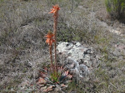 9,Aloe pratensis Nähe Grahamtown.jpg