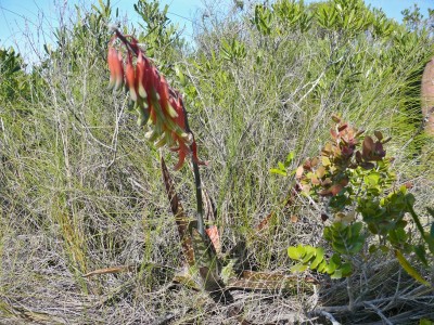 5,Gasteria actinifolia.jpg