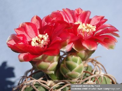 Gymnocalycium carminanthum 2010 Juni21 048_klein.jpg