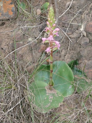 12,Satyrium erectum.jpg