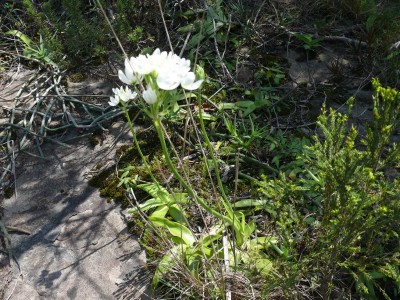 7,Ornithogalum pruinosum.jpg