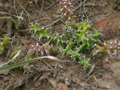 6,Euphorbia squarrosa.jpg