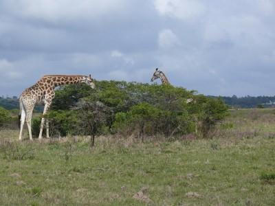 4,Giraffen.jpg