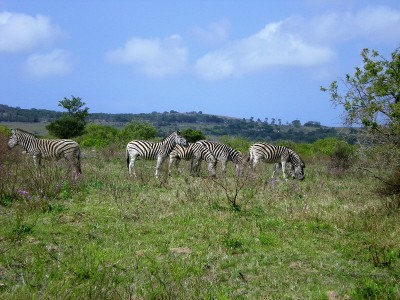 3,Zebras.jpg