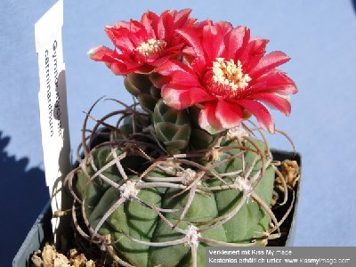 Gymnocalycium carminanthum 2010 Juni21 046_klein.jpg