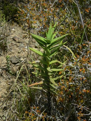 786,SA,Crassula (600x800).jpg