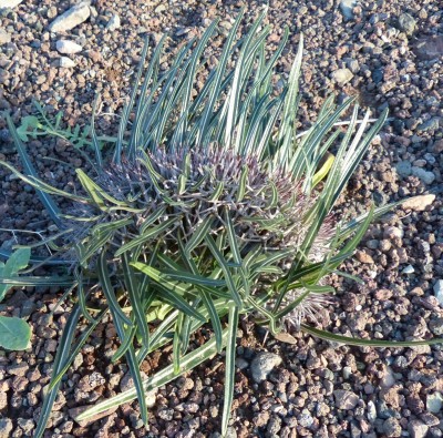 Pachypodium mikea Cristata 2 (800x789).jpg