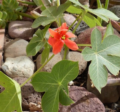 Jatropha mahafiense (800x742).jpg