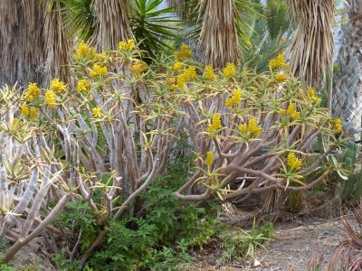 Aloe ramosissima (800x600).jpg