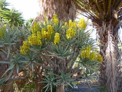 Aloe dichotoma  Blüten (800x600).jpg